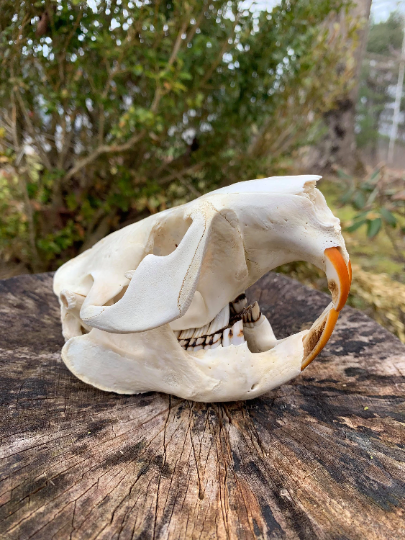 Premium beaver skull- XL