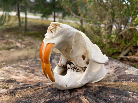 Premium beaver skull- XL