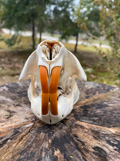 Premium beaver skull- XL