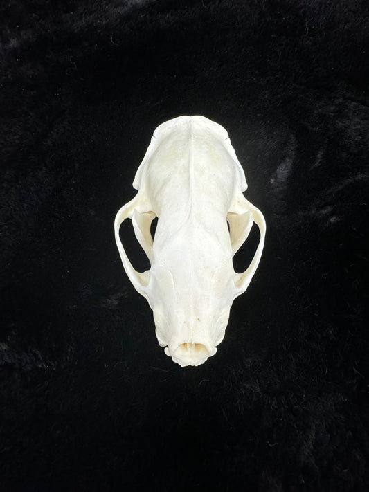 Striped Skunk Skull