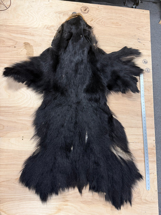 Black Bear Pelt - Grade 2