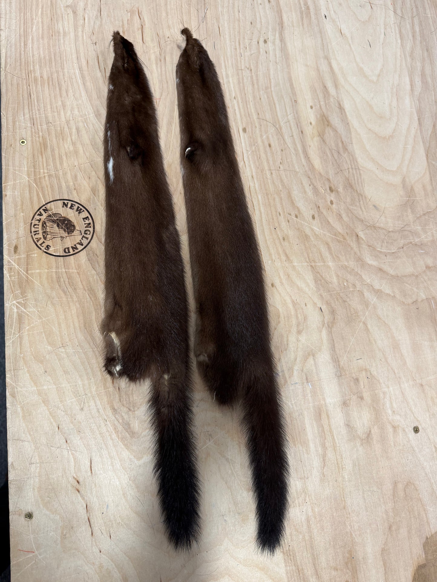 Premium American Mink Pelt