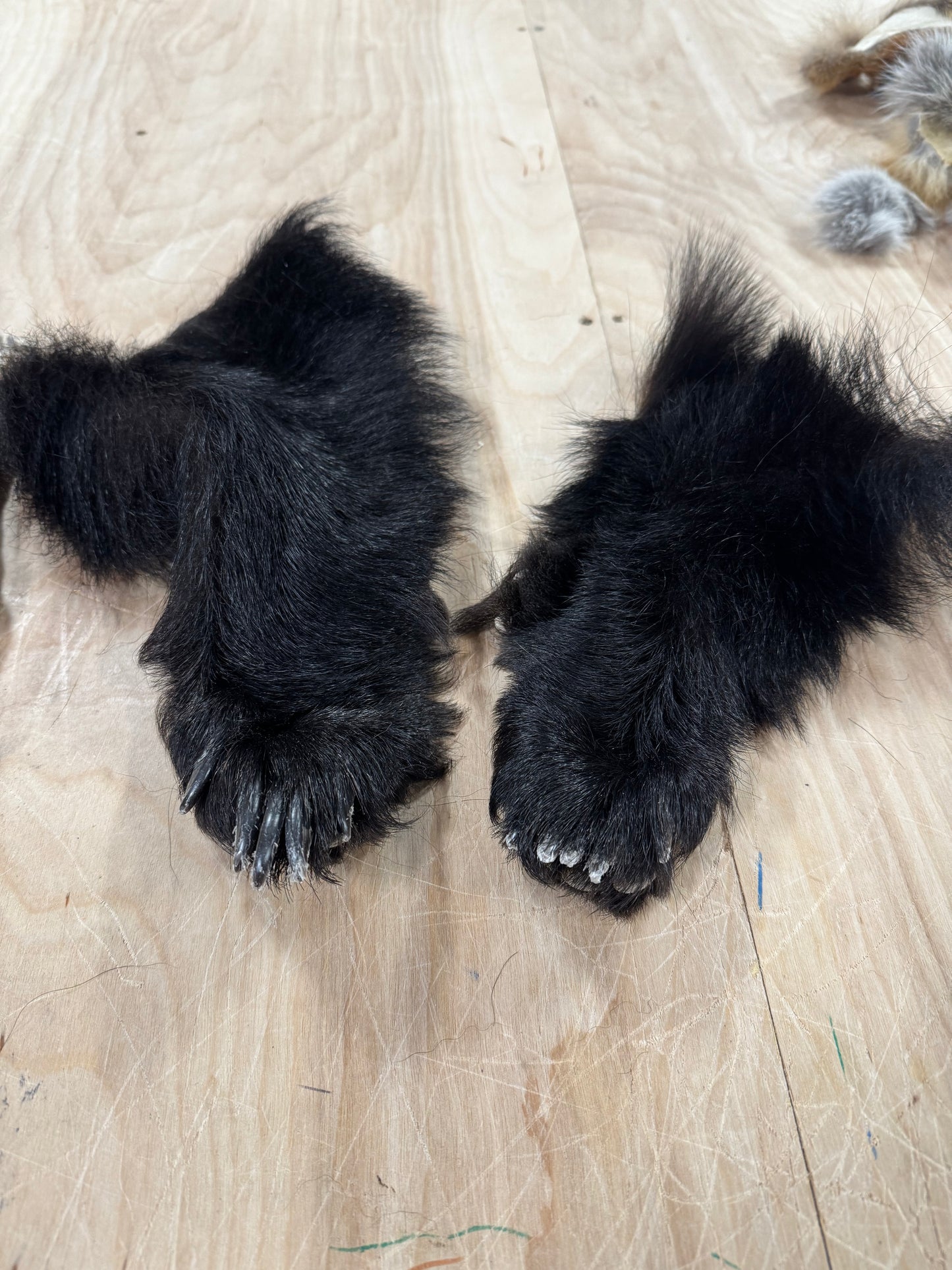 Animal Paws