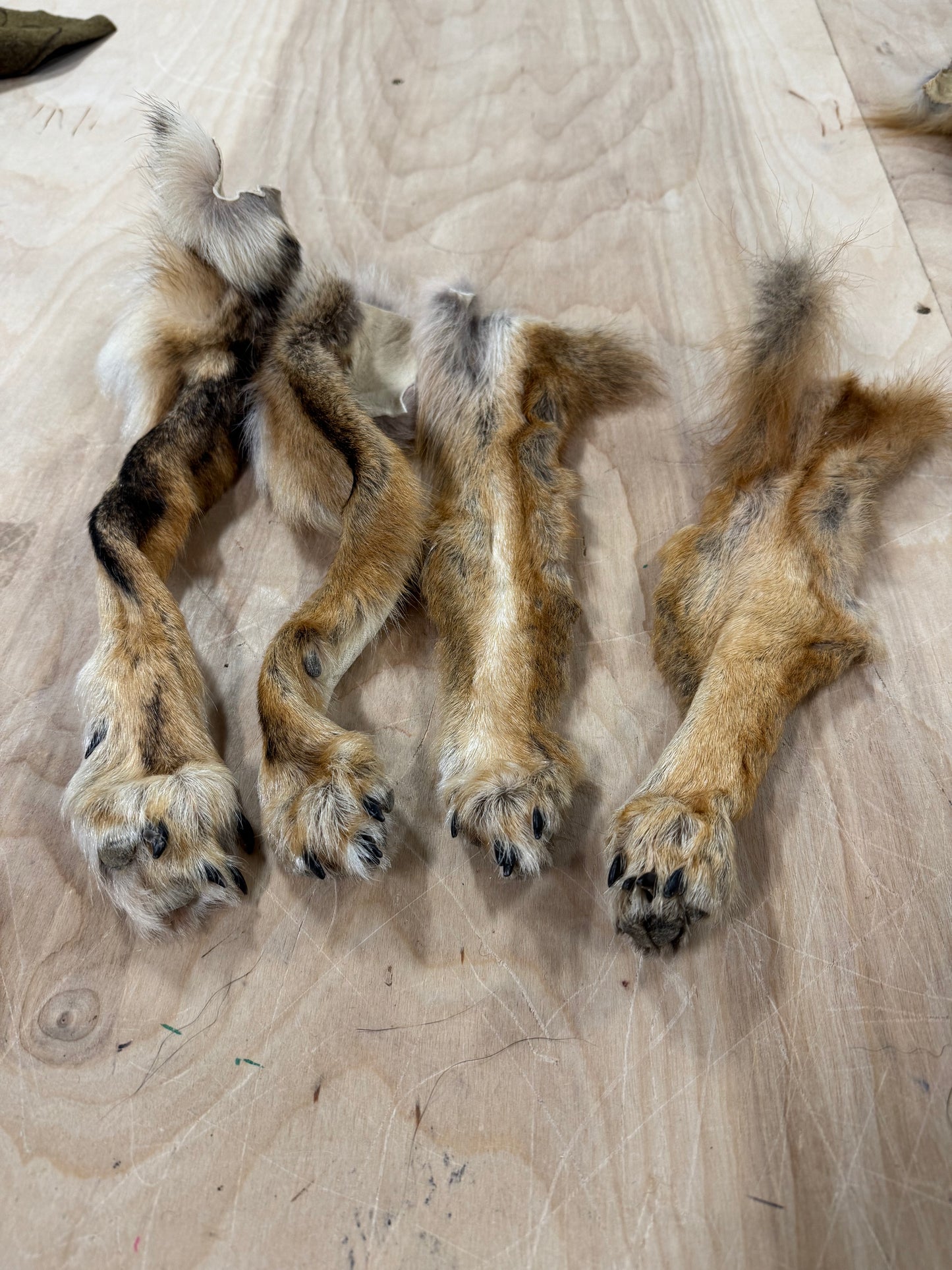 Animal Paws
