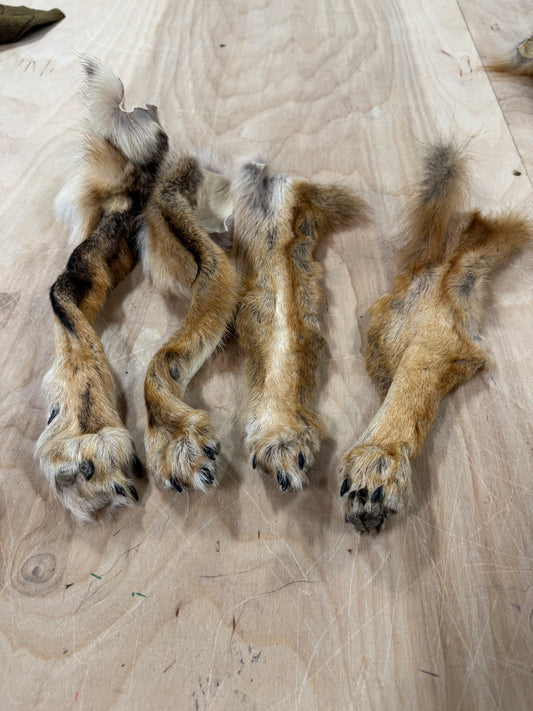 Animal Paws