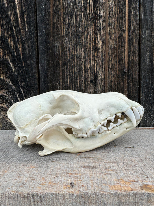 Eastern Coyote Skull