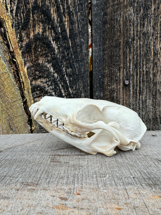 Gray Fox Skull
