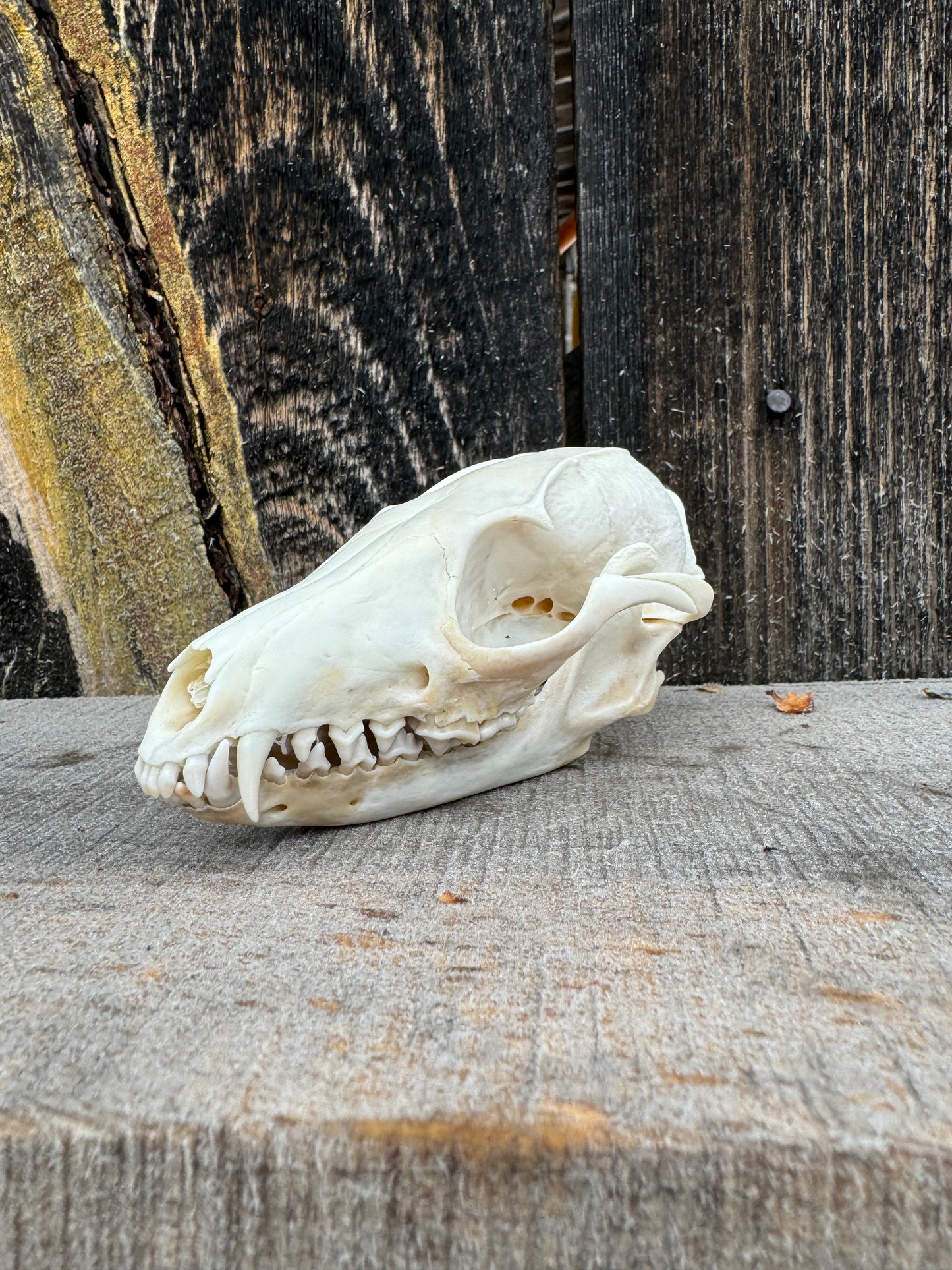 Gray Fox Skull