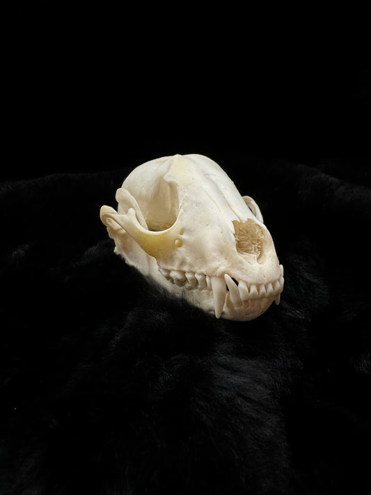 Premium Raccoon Skull