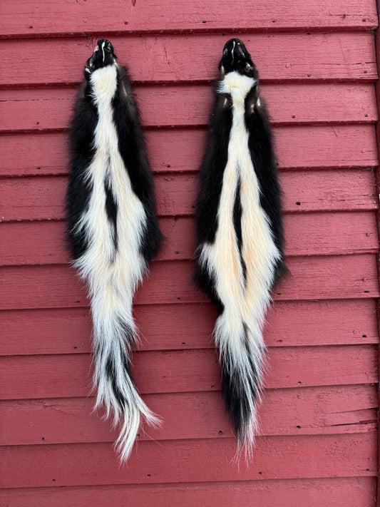 Premium Striped Skunk Pelt