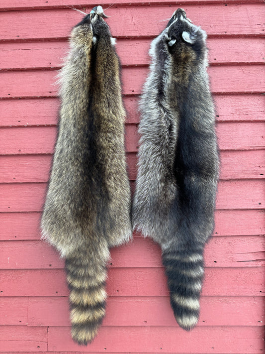 Premium Raccoon Pelt