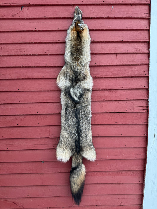 Premium Eastern Coyote Pelt