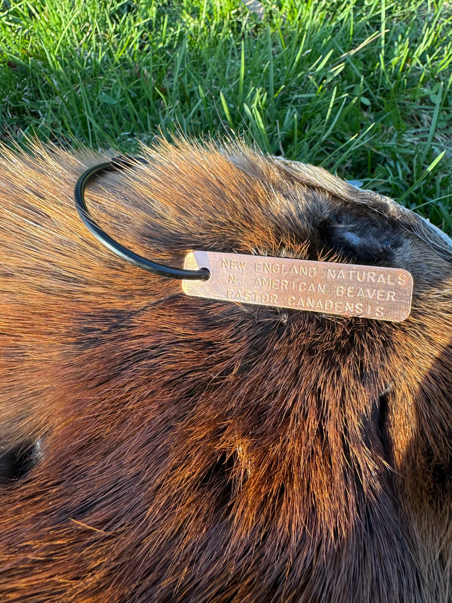 Premium Soft-Tanned Beaver Pelt