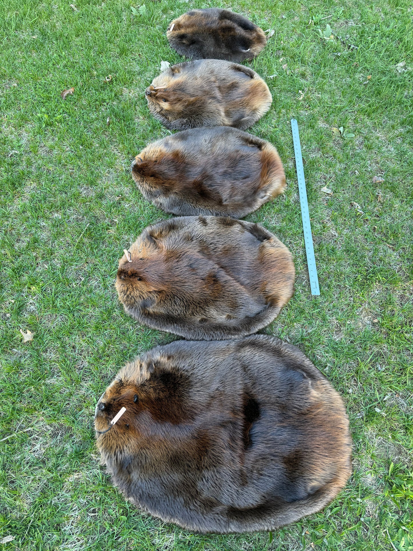 Premium Soft-Tanned Beaver Pelt