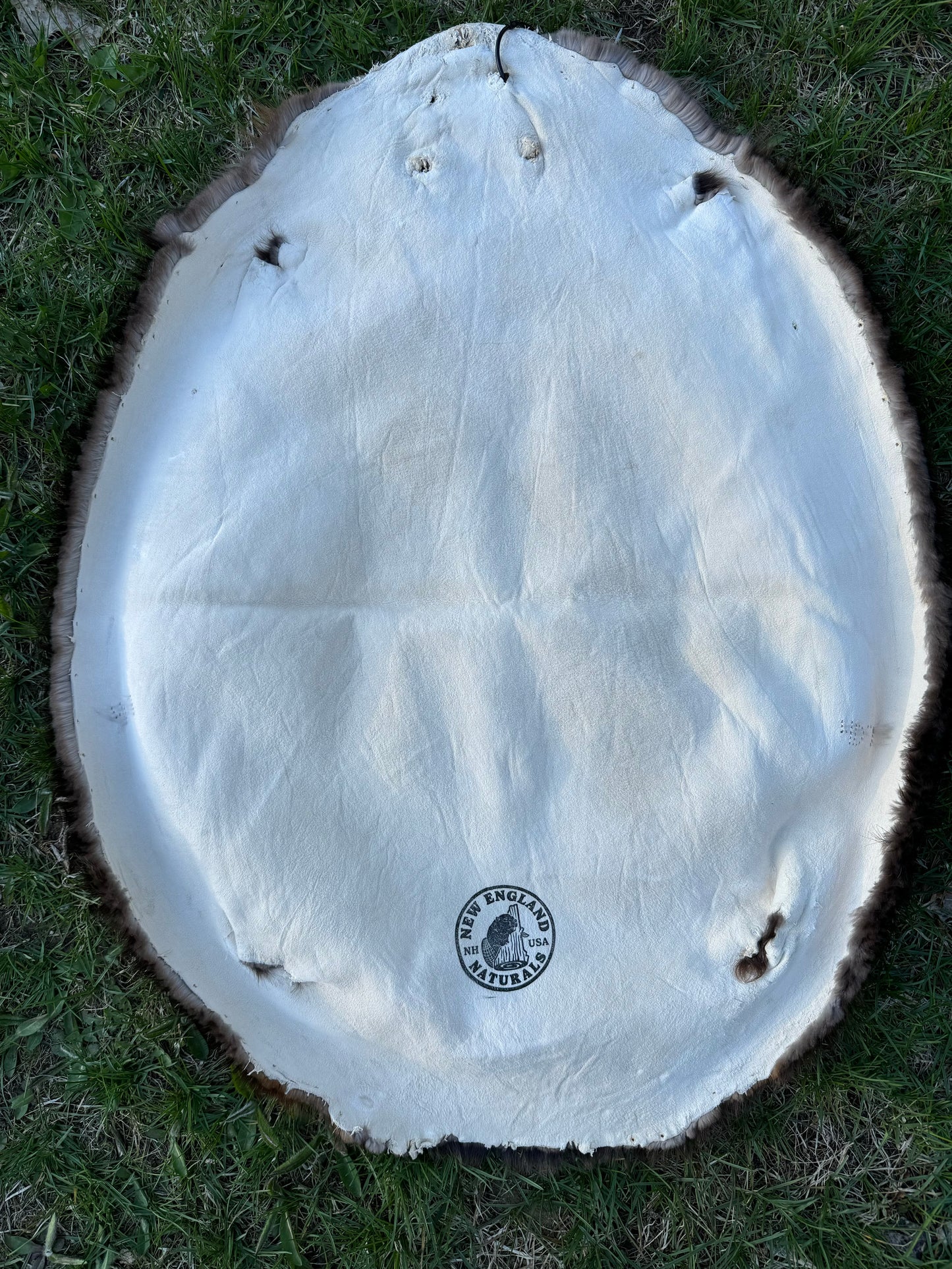 Premium Soft-Tanned Beaver Pelt