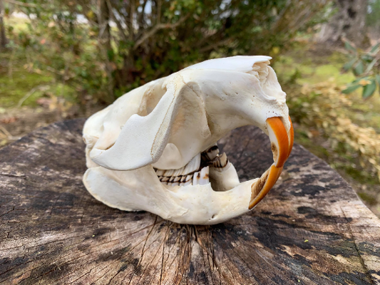Premium beaver skull- XL