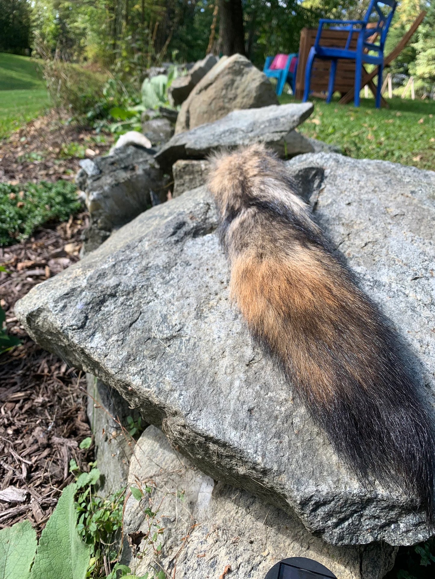 Premium Coyote Tail