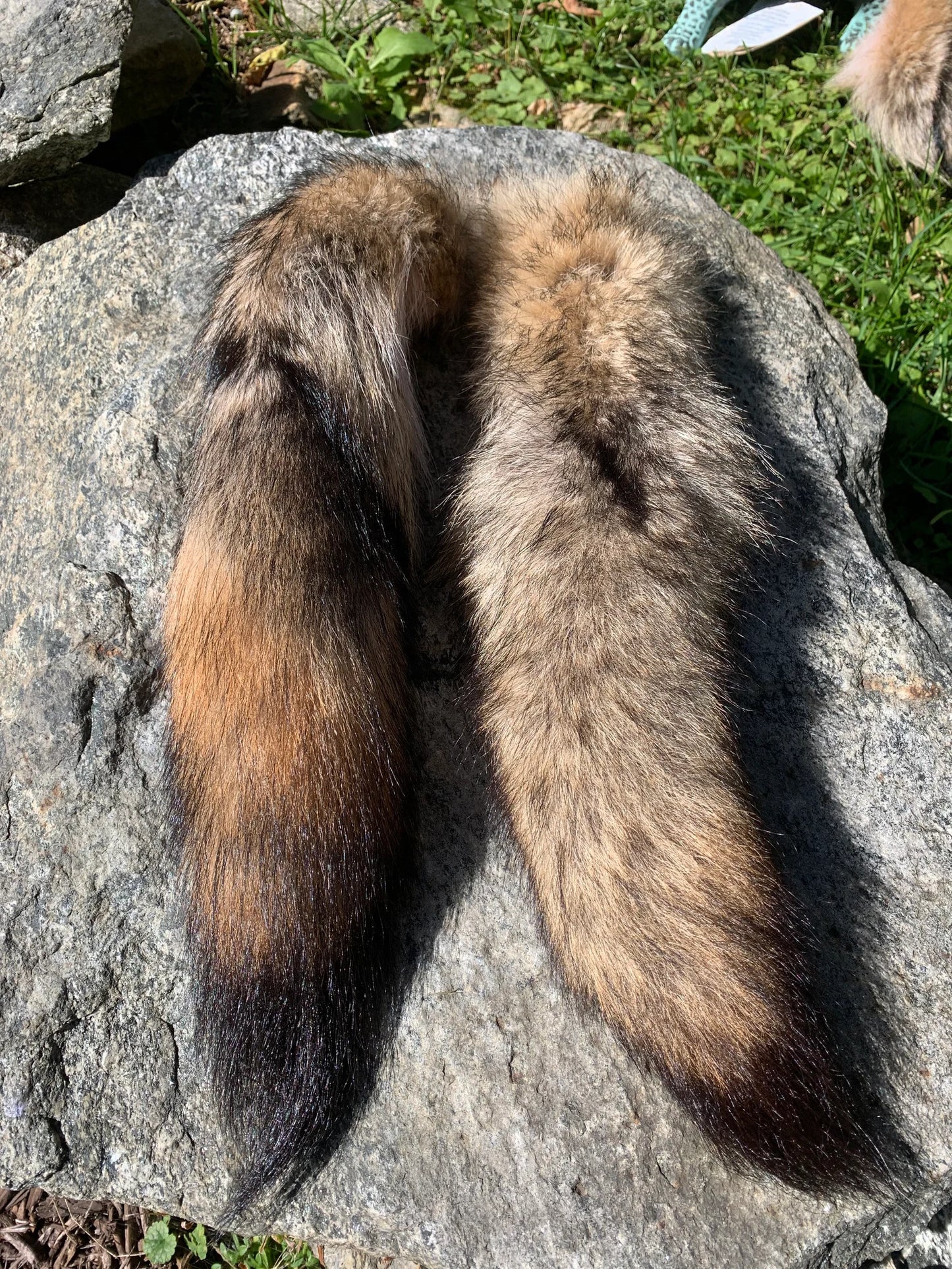 Premium Coyote Tail