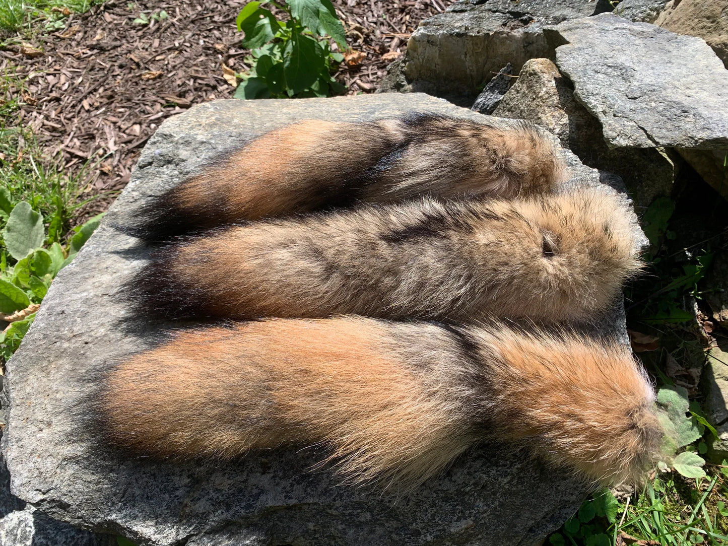 Premium Coyote Tail