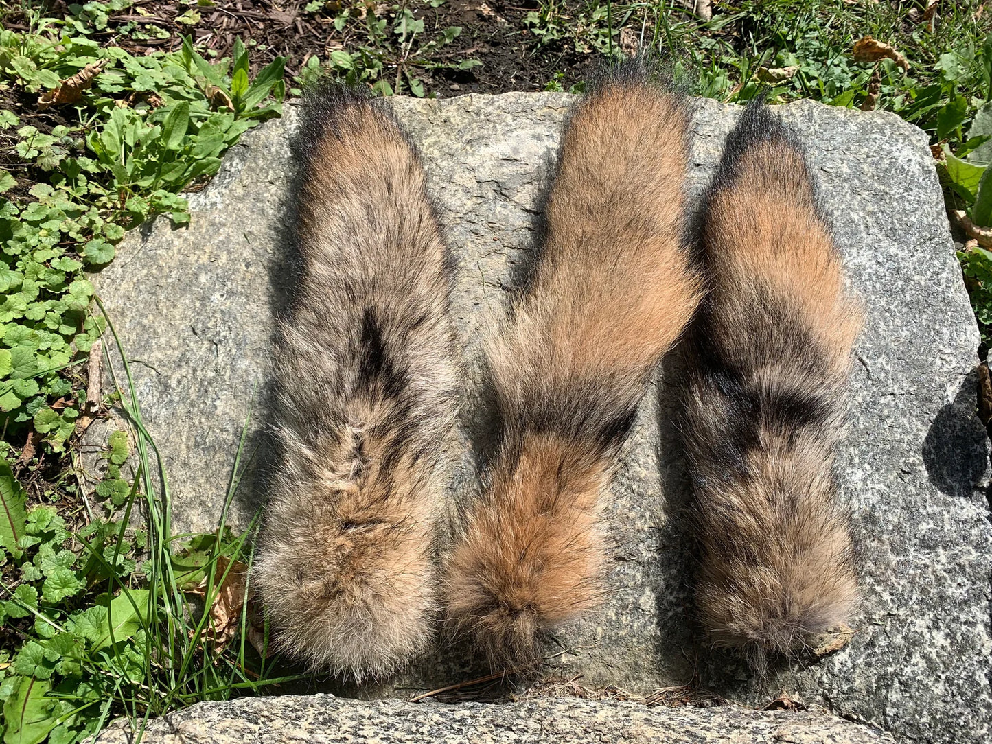 Premium Coyote Tail