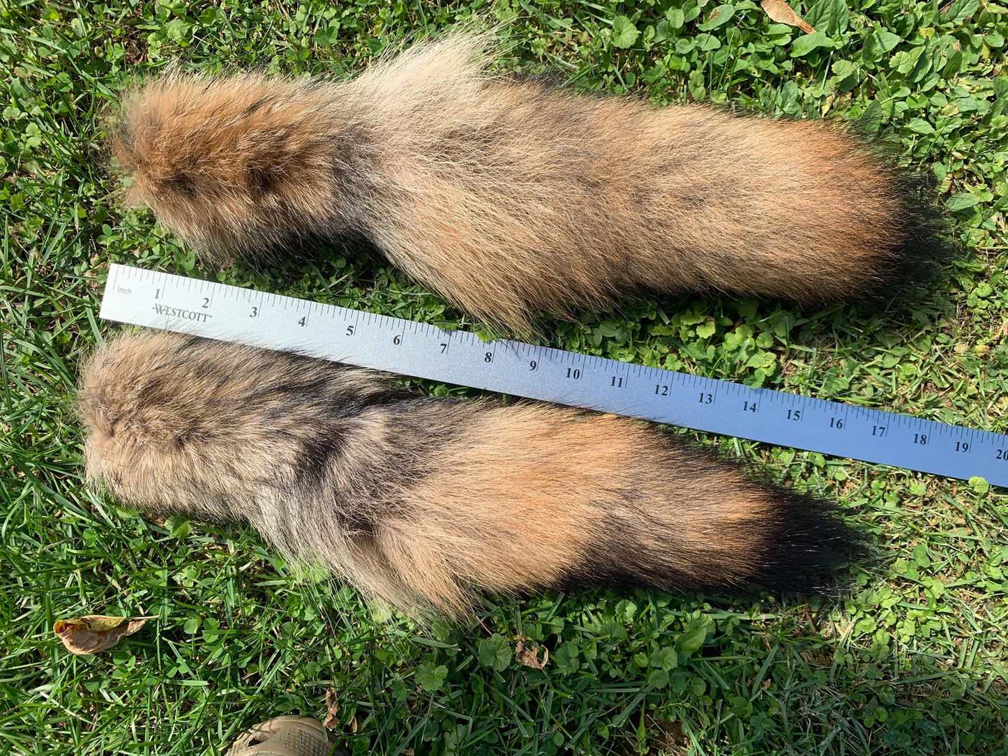 Premium Coyote Tail